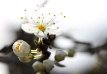 Ile dostaje się za wczasy pod gruszą?