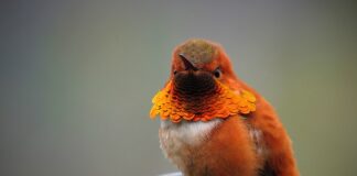 Z jakiego kraju pochodzi firma Orange?