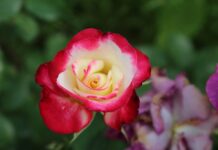 Co grozi za odmowę sprzedaży?