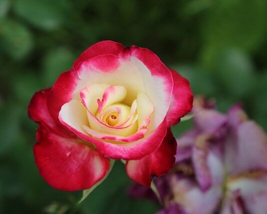 Co grozi za odmowę sprzedaży? Co grozi za odmowę sprzedaży?