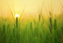 Dlaczego wielu młodych nie radzi sobie na rynku pracy? Dlaczego wielu młodych nie radzi sobie na rynku pracy?