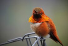 Jak się kiedyś nazywał Orange? Jak się kiedyś nazywał Orange?