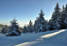 Kiedy jest dzień kas?